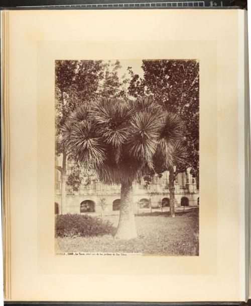 La Yucca, arbol raro de los jardines de San Telmo.