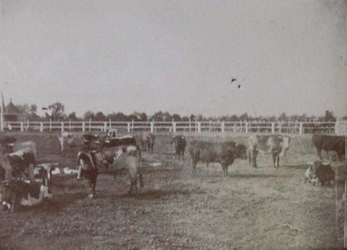 (Toros y vacas en un cercado)