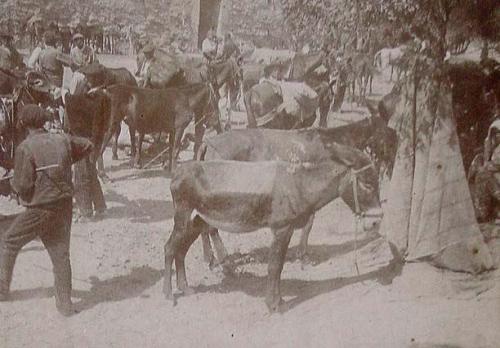 (Grupo de campesinos con asnos en Calatayud)