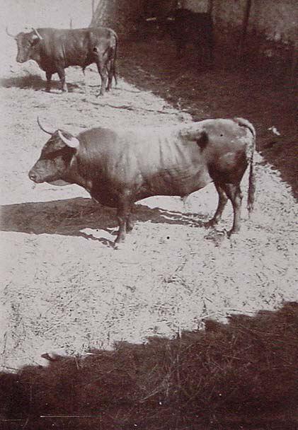 (Toros en los corrales de Calatayud)