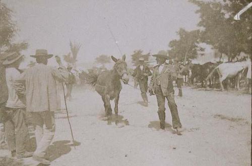 (Paseando por la feria de ganado)