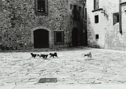 Perros corriendo en una plaza