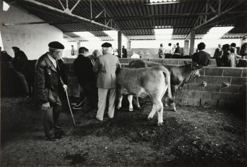 Ganaderos en un establo