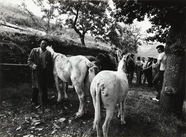 Ganadero con animales en una feria