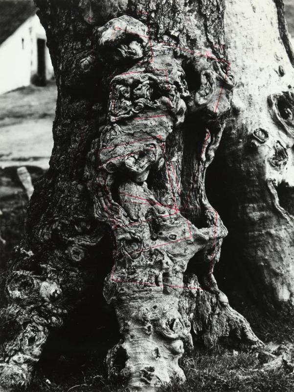 Estudio del tronco de un árbol