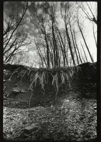 Hondonada en el bosque