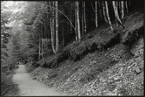 Camino en el bosque