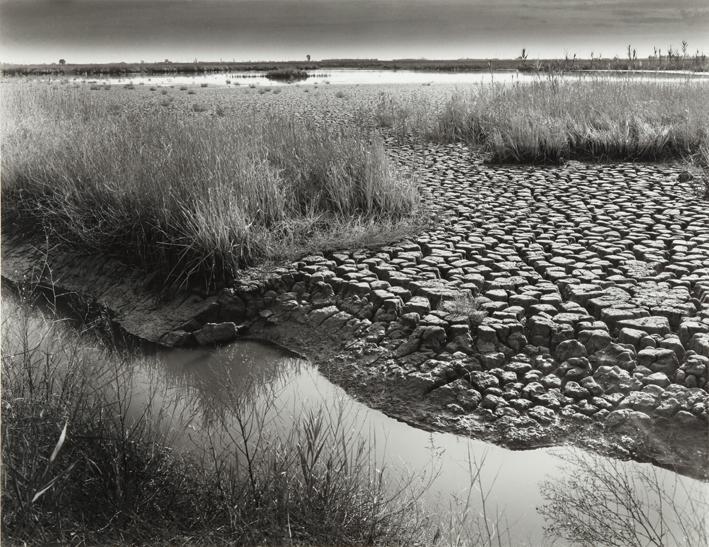 Marismas. Delta del Ebro.