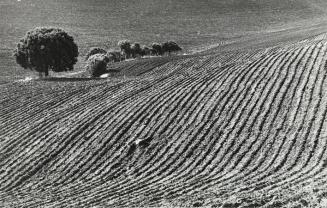 Campo de cultivo