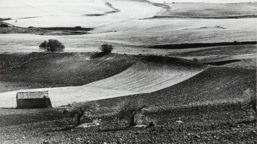 Campos de cultivo