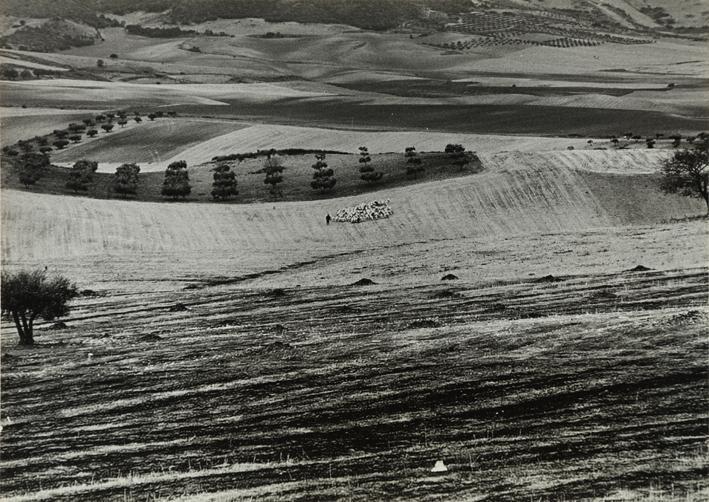 Campo de cultivo y ganado