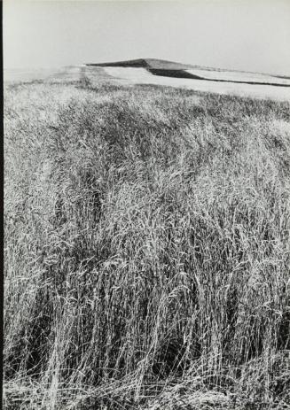 Campo de espigas