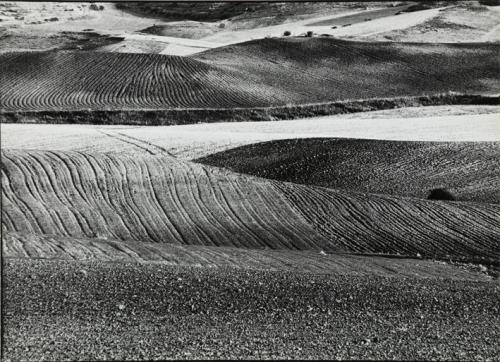 Campos de cultivo