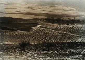 Campos de cultivo