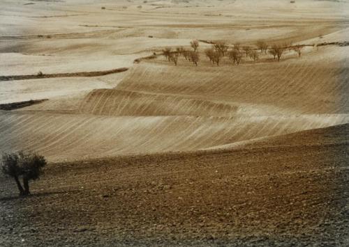 Campos de cultivo