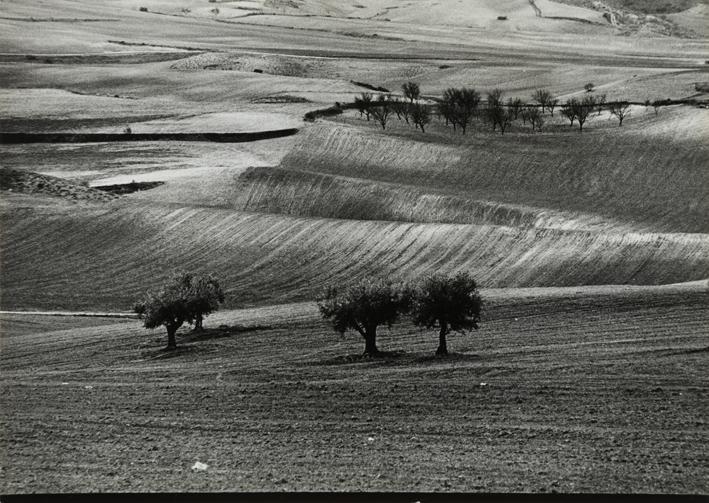 Campos de cultivo