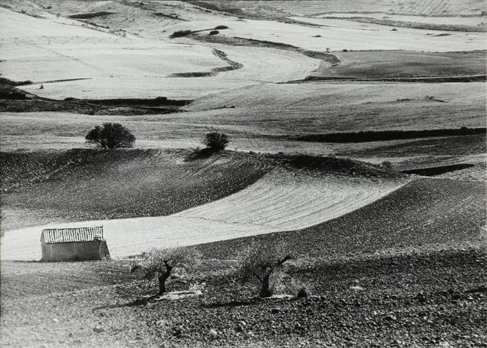 Campos de cultivo