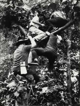 Cuatro hombres montados en un árbol