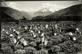 Cosecha de té en la hacienda Amaibamba