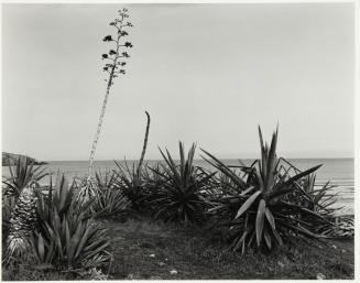 Playa con aloes y pitas