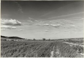 Campo de cultivo y cielo con nubes