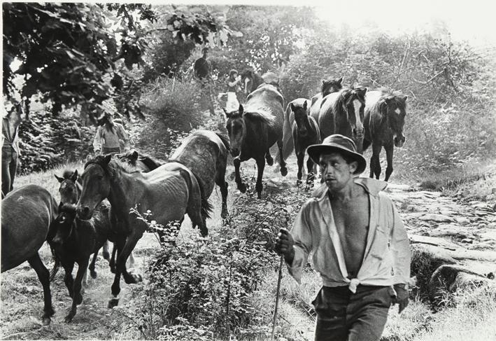 Pastor conduciendo caballos, rapa da bestas