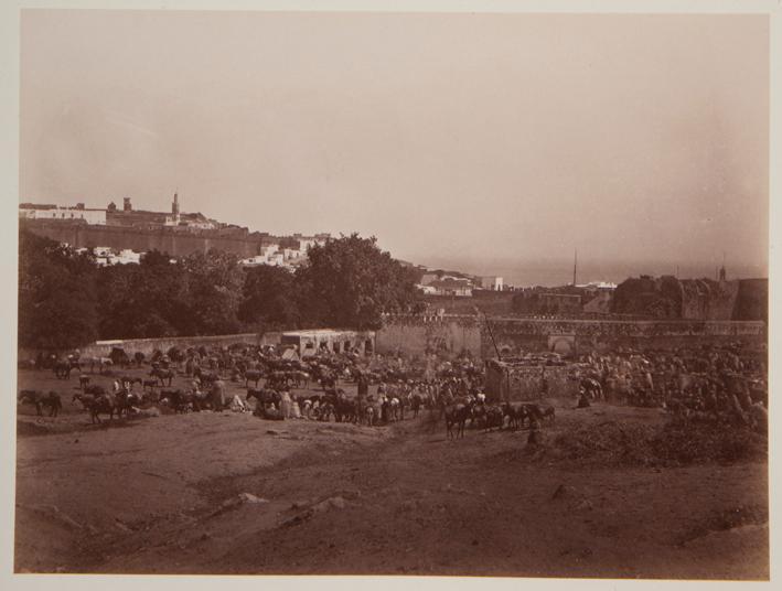 Caballos en un campo junto a ciudad amurallada