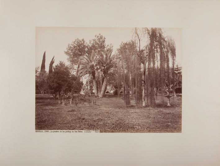 Sevilla. La pradera de los jardines de San Telmo