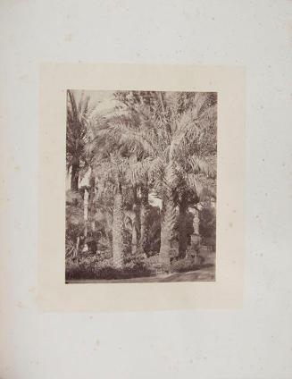 Grove of palms at the gardens of the Palace of San Telmo