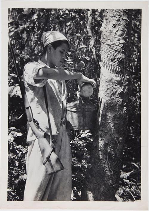 Campesino extrayendo resina de un árbol