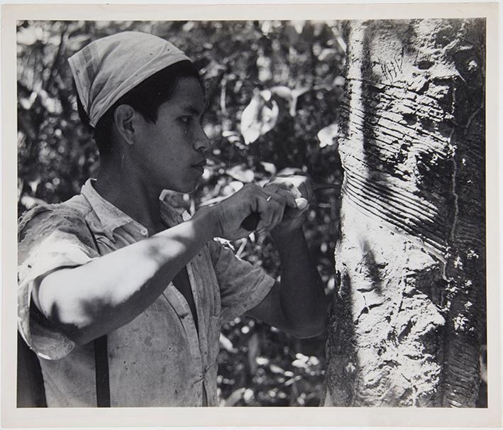 Campesino extrayendo resina de un árbol