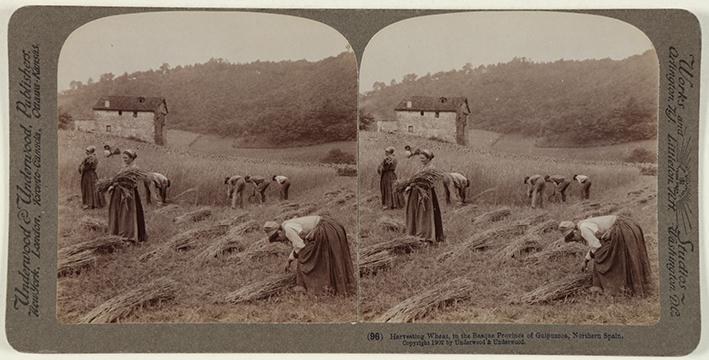 Harvesting Wheat in the Basque PROVINCE Of GUIPUZCOA