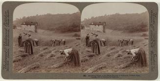 Harvesting Wheat in the Basque PROVINCE Of GUIPUZCOA