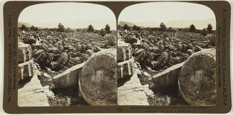 Great Fallen Columns of the Temple of Zeus, Olympia, Greece