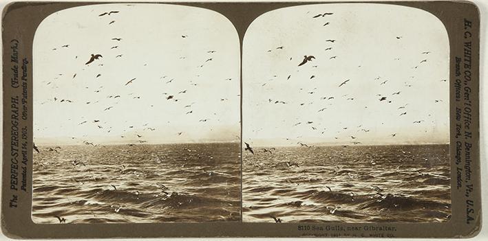 Sea Gulls, near Gibraltar