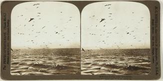 Sea Gulls, near Gibraltar