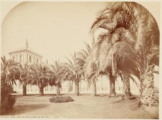 Sevilla. Palmeras de los jardines de San Telmo