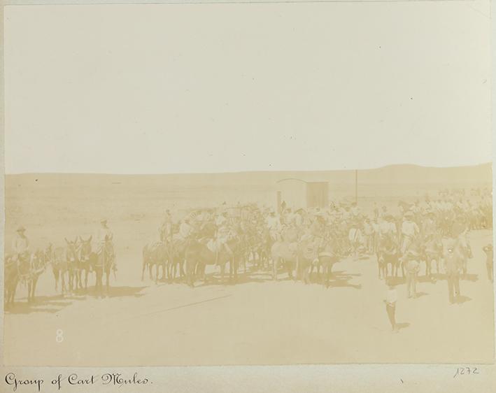 Pampa and oficina views. Group of cart mules