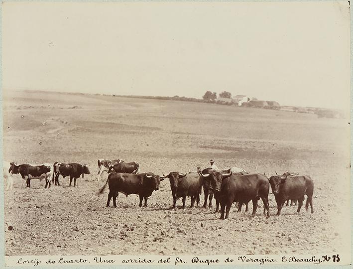 Cortijo de Cuarto. Una corrida del Sr. Duque de Veragüa