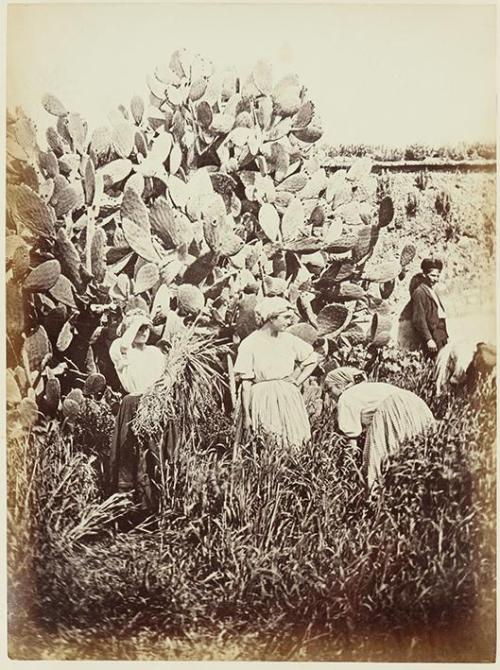 Reapers of Cordova
