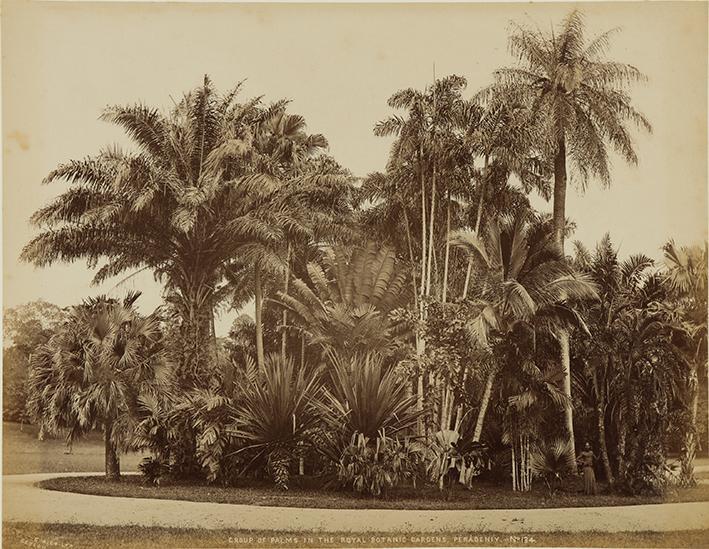 Group of palms in the Royal Botanic Gardens, Pérádeniya