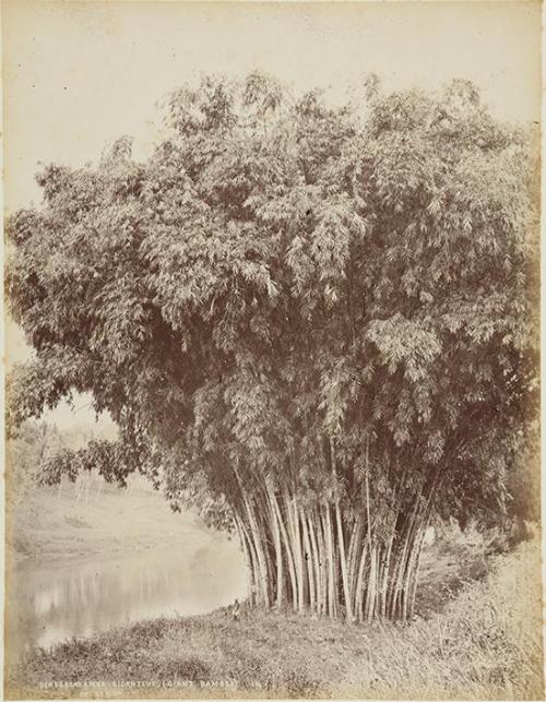 Dendrogalamus giganteus (giant bamboo)