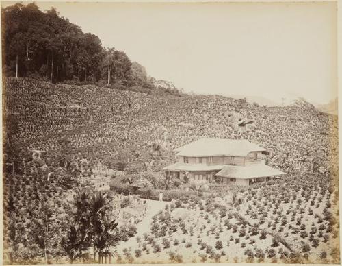 (Tea plantations. Ceylan)