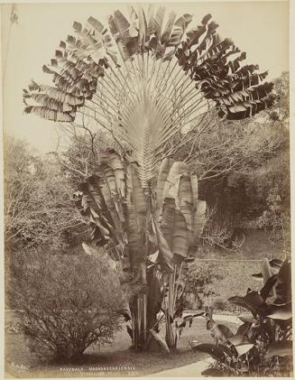 Ravenala Madagascariensis (traveller’s palm)