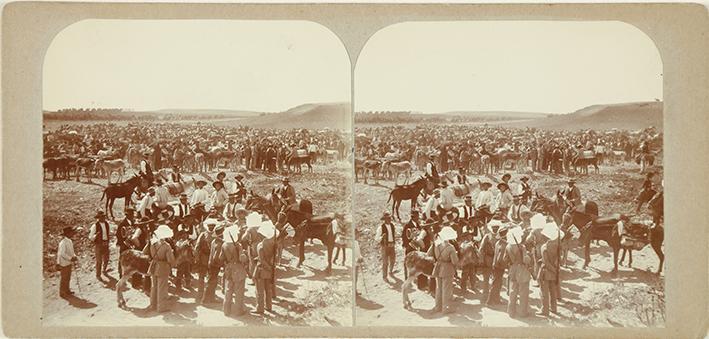 (Feria de Mérida. Rodeo de Caballerías)