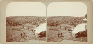 (Feria de Mérida. Rodeo de Caballerías)