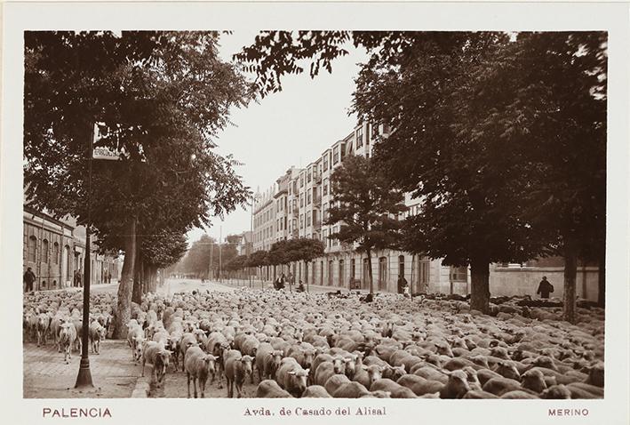 Palencia. Avenida de Casado del Alisal