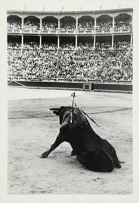 (Toro estocado en la plaza de toros de Pamplona)