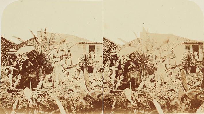 Young dragon-trees and date palm in a cactus garden near Orotava