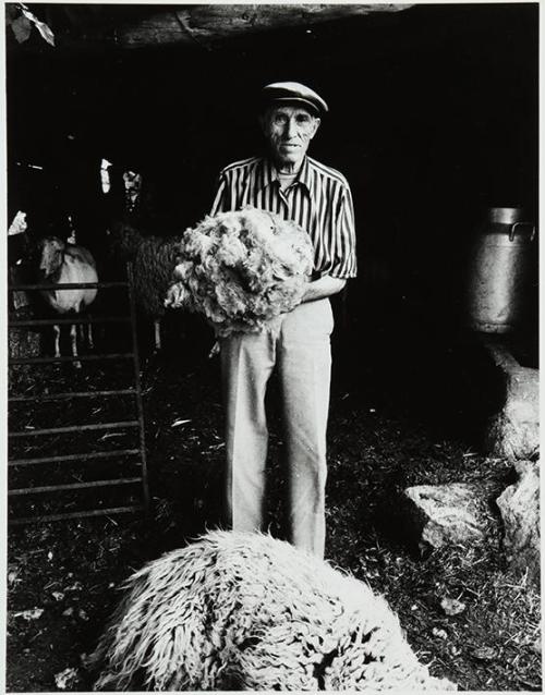 Esquilador viejo con pelo de oveja